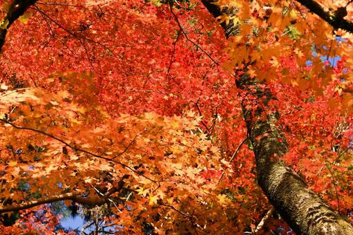 室生寺 室生寺,紅葉,もみじの写真素材