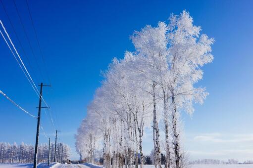 霧氷と青空 霧氷,大木,防風林の写真素材