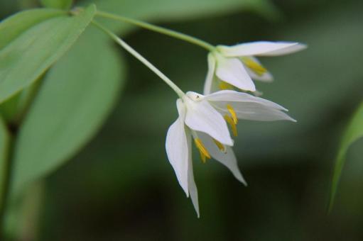Photo, chigoyuri (lily of the valley), natural scenery, the scenery, 