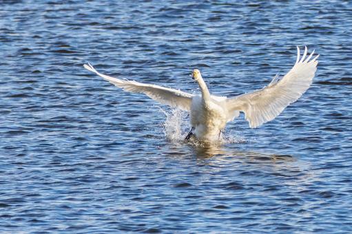 オオハクチョウ(50) 鳥,オオハクチョウ,ハクチョウの写真素材