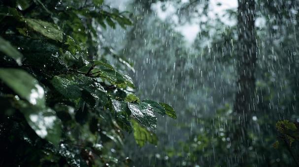 森の恵み、降り注ぐ雨 森の恵み、降り注ぐ雨の写真