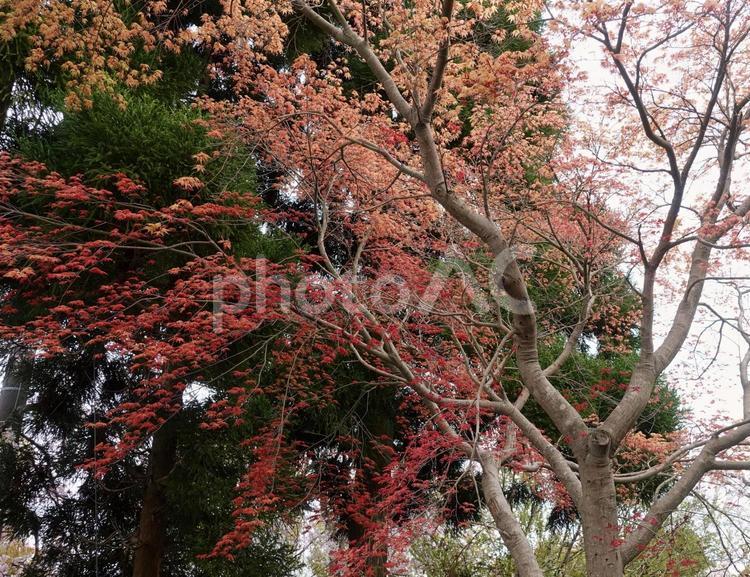 春の神祇大社風景　2025 もみじ,春紅葉,春の写真素材