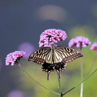 ナミアゲハ ナミアゲハ ナミアゲハ,アゲハチョウ,アゲハ蝶の写真素材