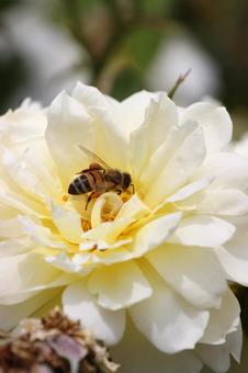 Rose Bee, JPG Rose Bee, JPG