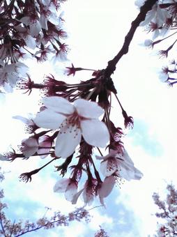 桜 桜の写真