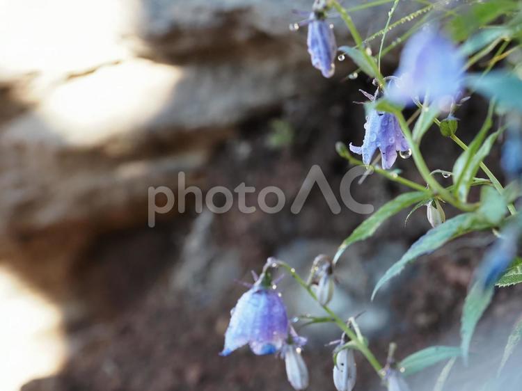 山野草・ヒメシャジン（花の百名山黒斑山） ヒメシャジン,花,草の写真素材