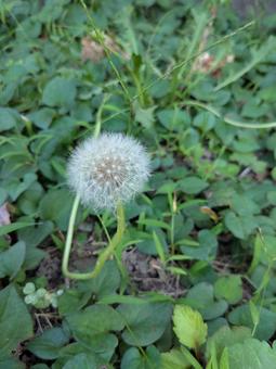 綿毛になったタンポポ(縦) 綿毛になったタンポポ(縦)の写真