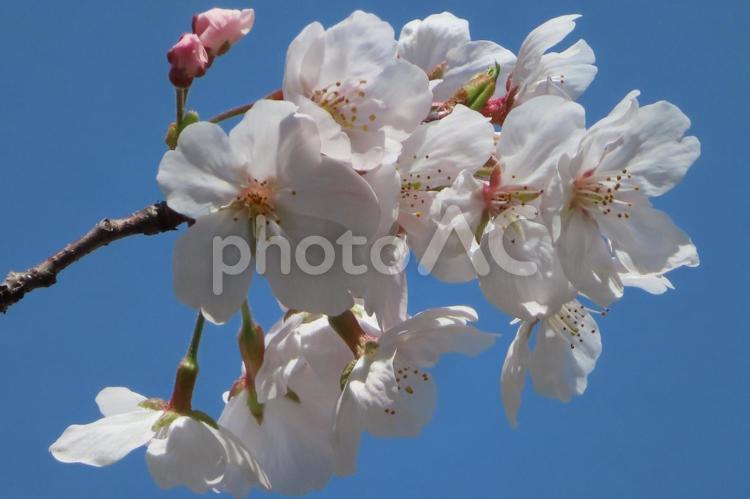 青空と満開の桜 桜,花,春の写真素材