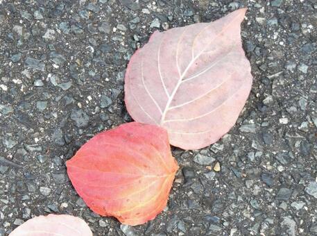 【風景写真】晩秋の風景 落ち葉,植物,季節の写真素材