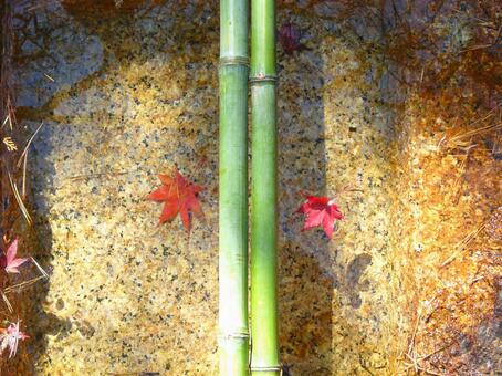 Image of autumn Fallen leaves in the water (red maple), autumn leaves, deciduous leaves, red, JPG