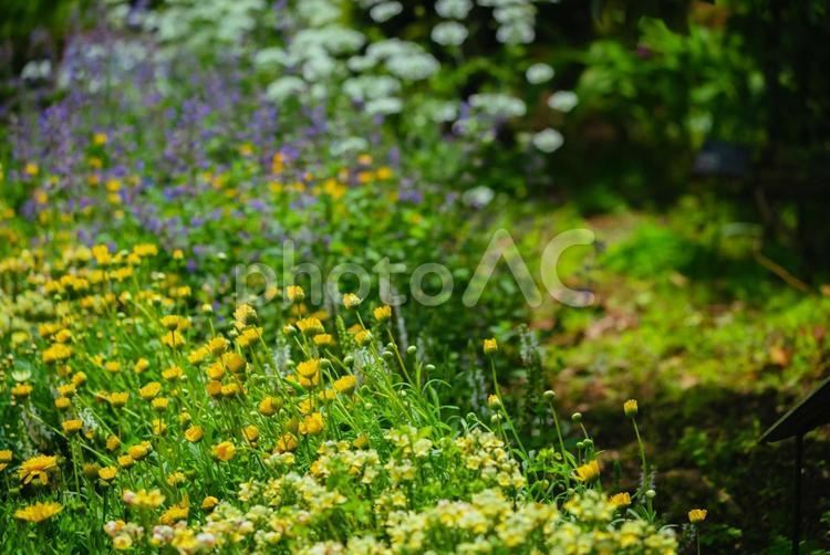 春に咲くキンポウゲの花々 日本,キンポウゲ,黄色の写真素材