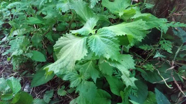 青じそ(大葉)が生えてきました 青じそ(大葉)が生えてきましたの写真