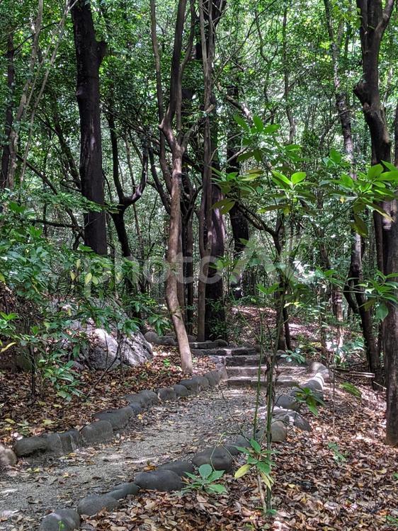 癒される緑の風景 緑,木,森の写真素材