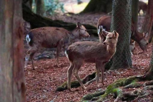 秋冬の奈良公園の鹿 観光スポットイメージ 秋冬の奈良公園の鹿 観光スポットイメージ 奈良公園,鹿,秋の写真素材