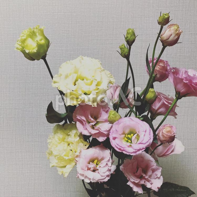 花　フラワー　トルコキキョウ 花,トルコキキョウ,キキョウの写真素材