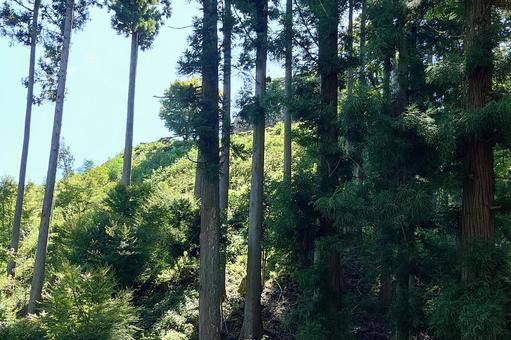 島根県-津和野城跡-石垣 島根県-津和野城跡-石垣の写真