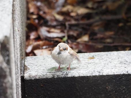 Sparrow chicks, JPG Sparrow chicks, JPG