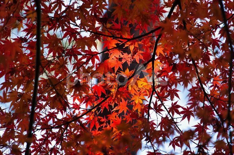 高城山展望台の紅葉（吉野山） モミジ,もみじ,紅葉の写真素材