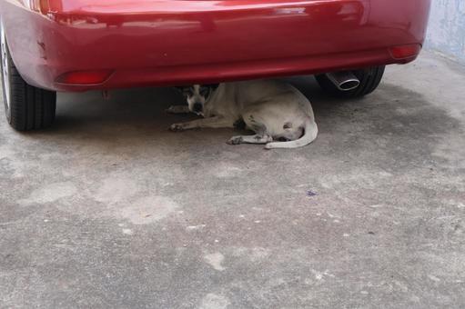 赤い車の下で昼寝する犬 赤い車の下で昼寝する犬の写真