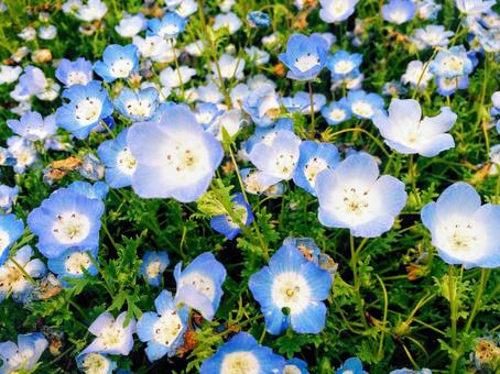 ネモフィラの写真