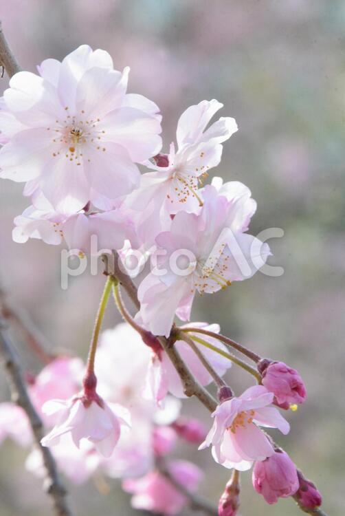 しだれ桜 植物,風景,春の写真素材