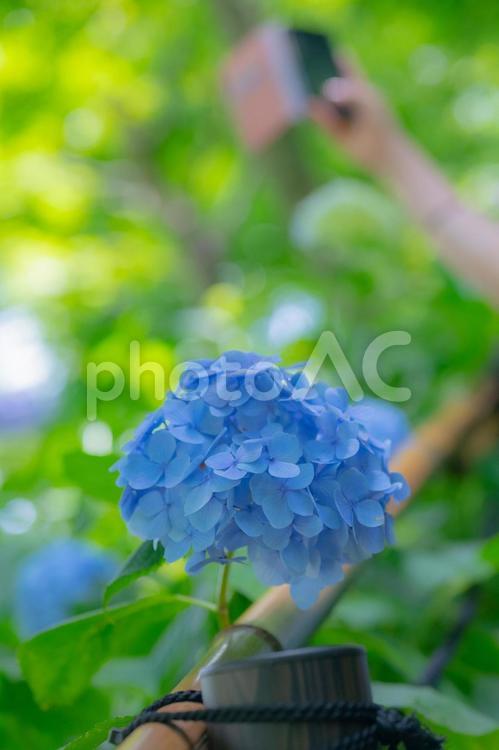 長谷寺のアジサイを撮影している人 アジサイ,青,初夏の写真素材