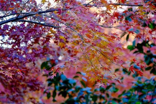 autumn leaves, JPG autumn leaves, JPG
