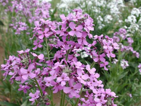 ルッコラ・ロケット　咲く風景 ルッコラ,草花,野菜の写真素材