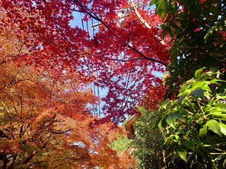 紅葉のトンネル 紅葉のトンネルの写真