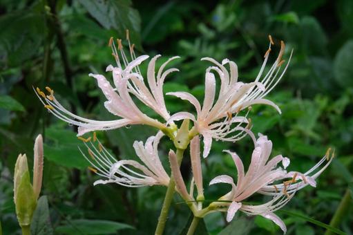 白い彼岸花の写真