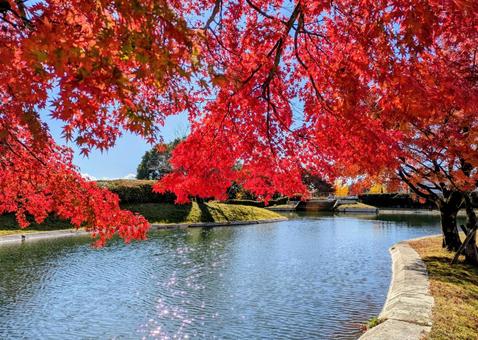 紅葉　もみじ 紅葉,もみじ,秋の写真素材
