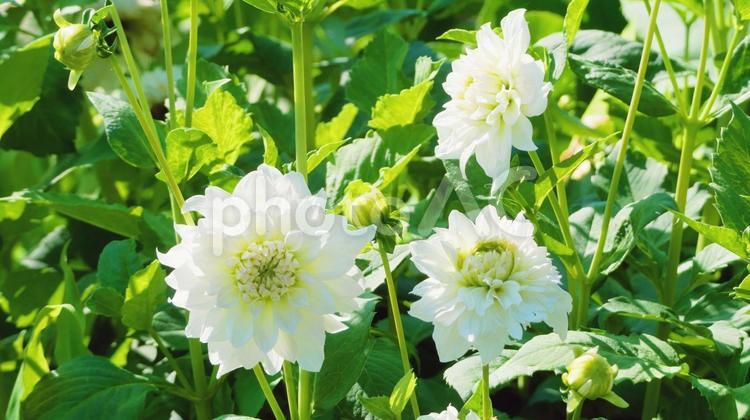 透明感のある白いダリアの花 ダリア,白,八重の写真素材