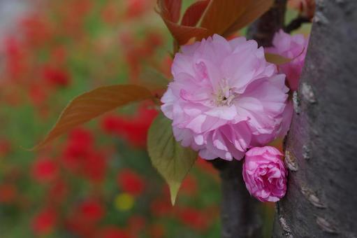 八重桜 ヤエザクラ 春の花 春景色 八重桜 ヤエザクラ 春の花 春景色 八重桜,ヤエザクラ,春の花の写真素材