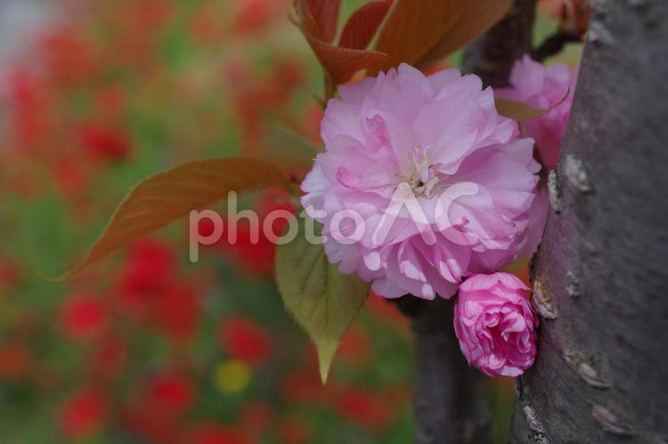 八重桜　ヤエザクラ　春の花　春景色 八重桜,ヤエザクラ,春の花の写真素材