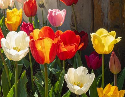チューリップの花1 チューリップの花1の写真