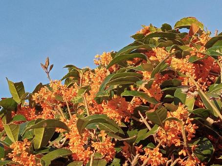 金木犀 金木犀,キンモクセイ,三大香木の写真素材