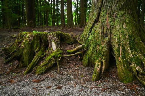 山梨・北口本宮富士浅間神社  北口本宮富士浅間神社,浅間神社,富士山の写真素材
