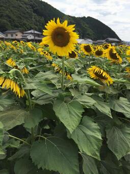 ひまわり ひまわりの写真