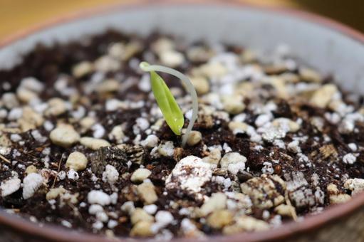 Maple seed sprouts, JPG