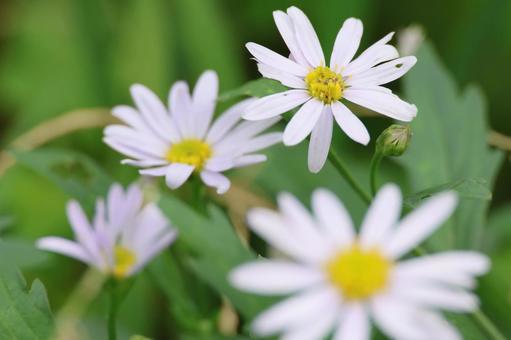 秋の野に咲くヨメナの花 ヨメナ,キク科の花,淡い花色の写真素材