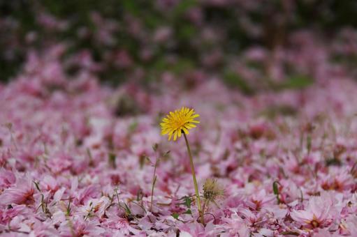 桜と一輪のタンポポ 桜と一輪のタンポポ タンポポ,セイヨウタンポポ,桜の写真素材