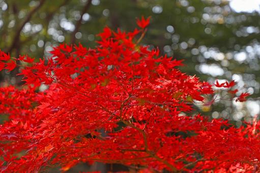 真っ赤な紅葉 真っ赤な紅葉の写真