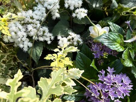 秋のガーデニング 秋のガーデニング 秋,花,ガーデニングの写真素材