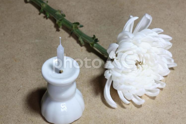 ロウソクと白い菊の花 菊,ロウソク,蝋燭の写真素材