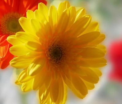 ガーベラ（黄色）の写真