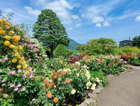 箱根強羅公園のローズガーデンにて ローズガーデン,薔薇,バラの写真素材