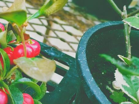 ガーデニングの写真