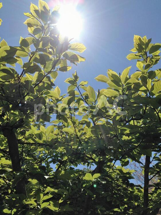 春の木漏れ日 木,木漏れ日,緑の写真素材