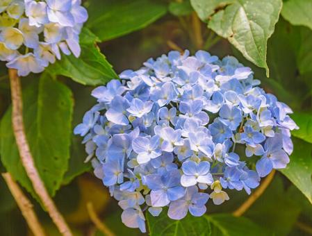 アジサイの花11 アジサイの花11の写真