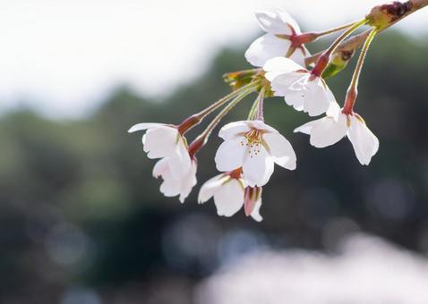 柔らかな光に包まれた桜の花 柔らかな光に包まれた桜の花 桜,花びら,クローズアップの写真素材